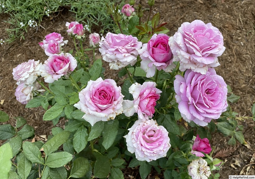 'Perfume Factory™' rose photo