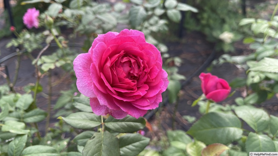 'Gabriel Oak ™' rose photo