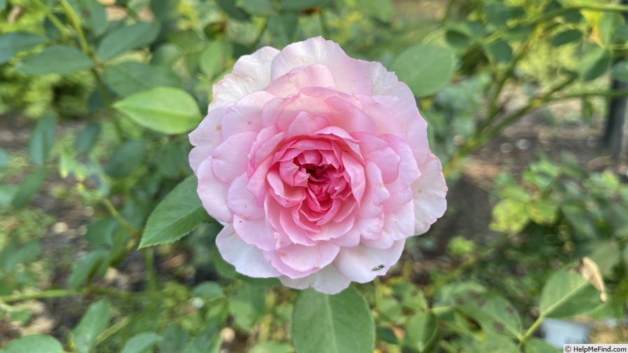 'Roseraie du Chatelet ®' rose photo