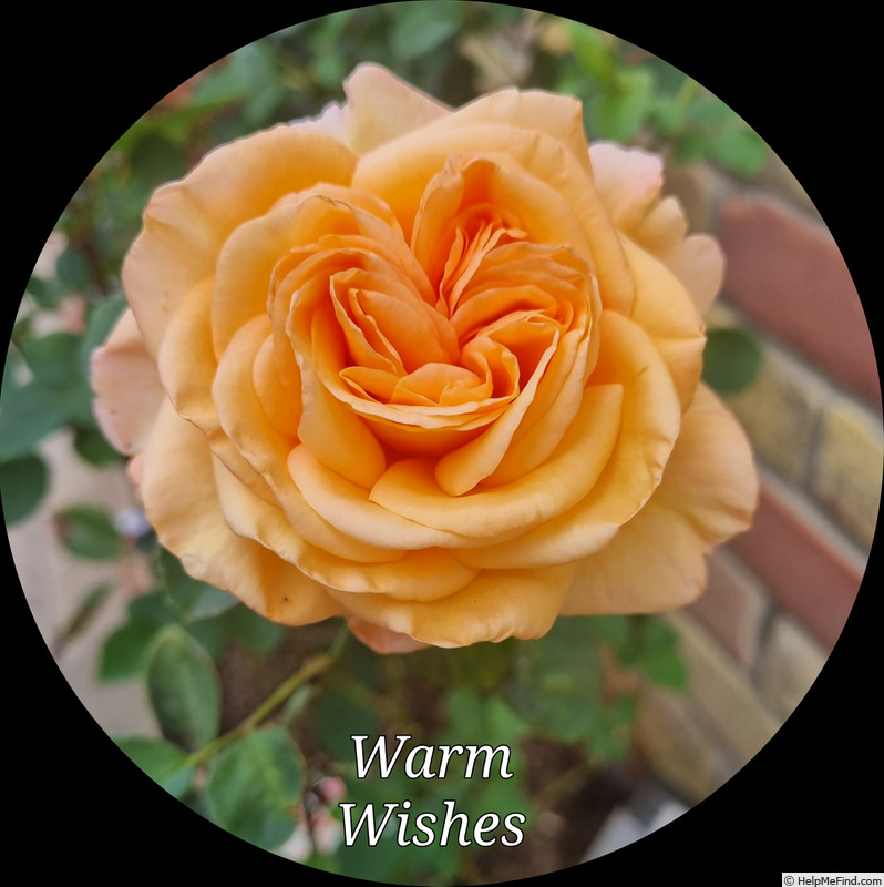 'Warm Wishes' rose photo