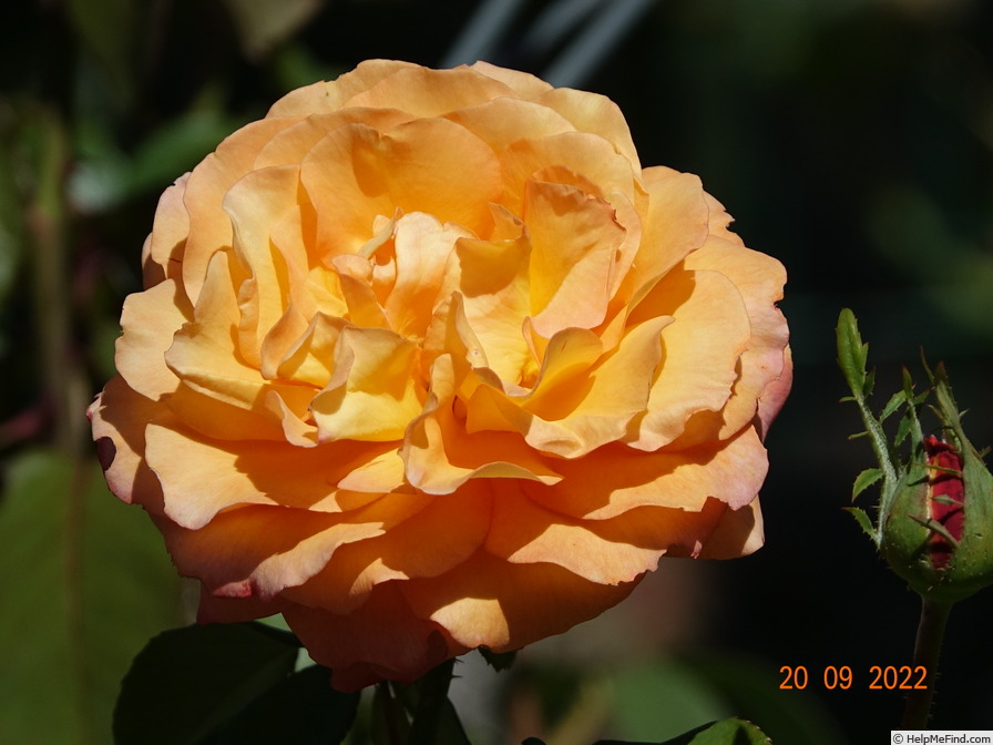 'Adolf Horstmann ®' rose photo