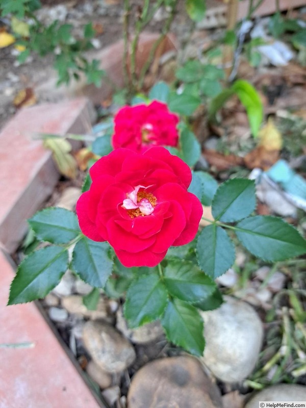 'Corazon ®' rose photo