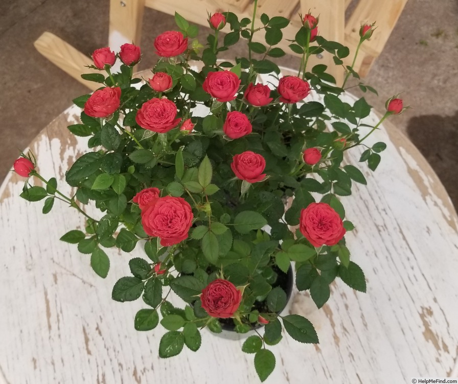 'Antique Kordana ®' rose photo