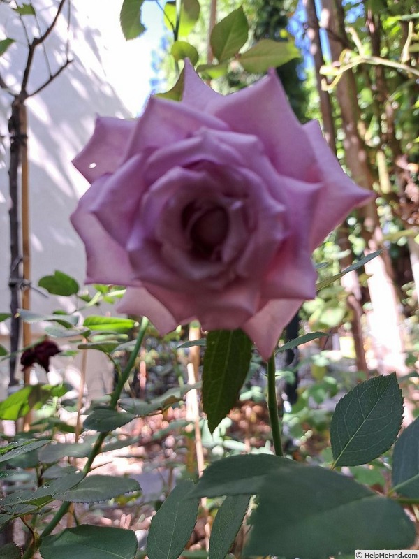 'Mamy Blue ®' rose photo