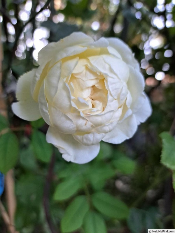 'Claire Austin' rose photo
