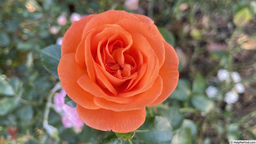 'Mango Veranda ®' rose photo