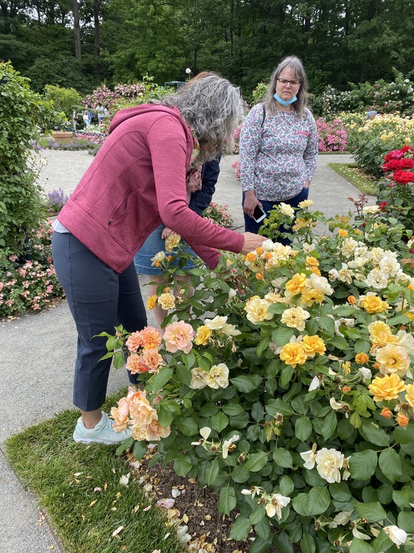 'Lehigh Valley Rose Society'  photo