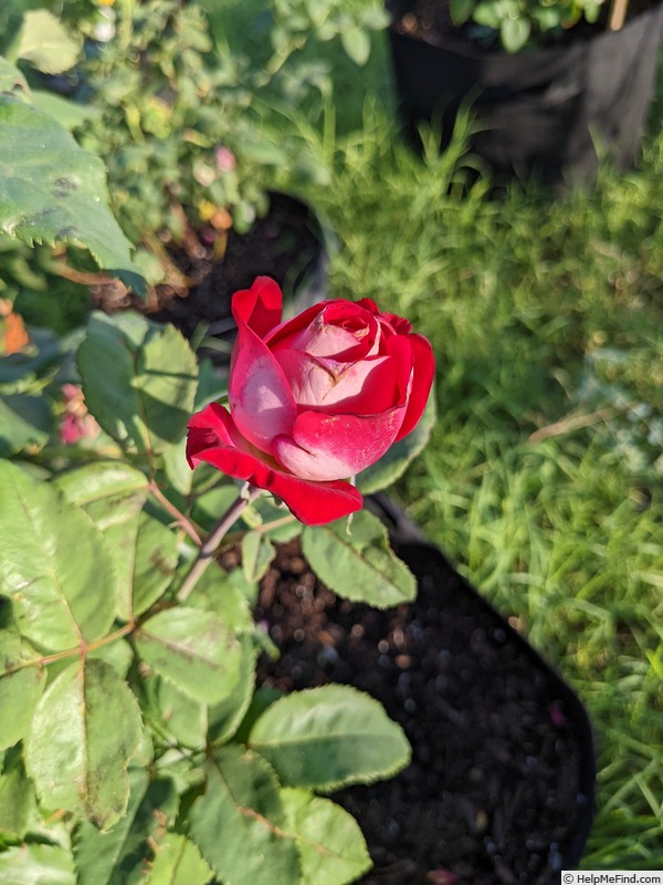 'Love at First Sight' rose photo