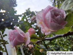 'Madame de Maintenon ® (floribunda, Kordes, 2014)' rose photo
