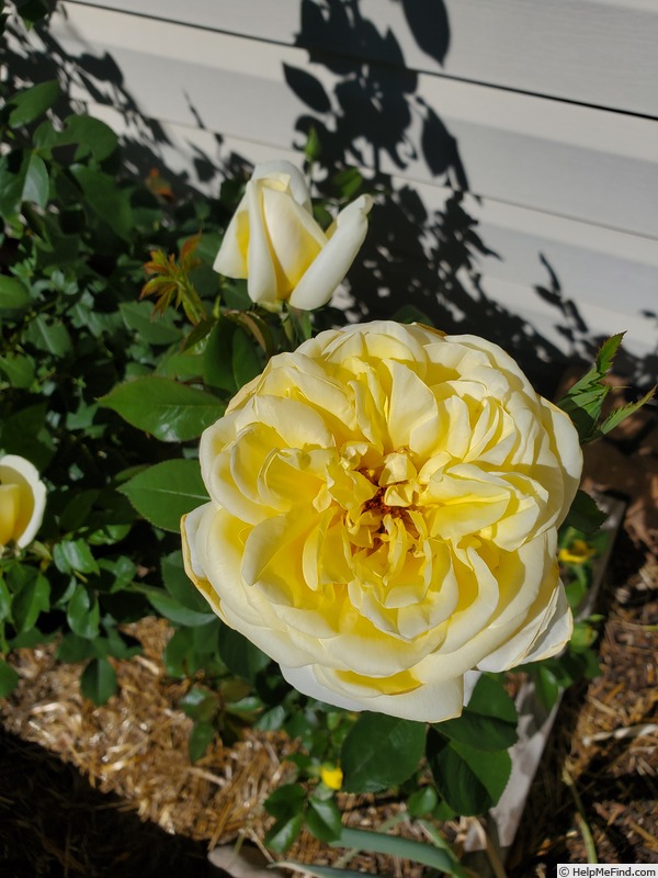'Eternal Flame (hybrid tea, Meilland 2007)' rose photo