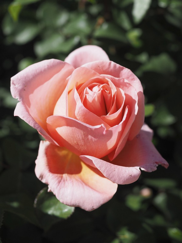 'Sweet Mademoiselle ™' rose photo