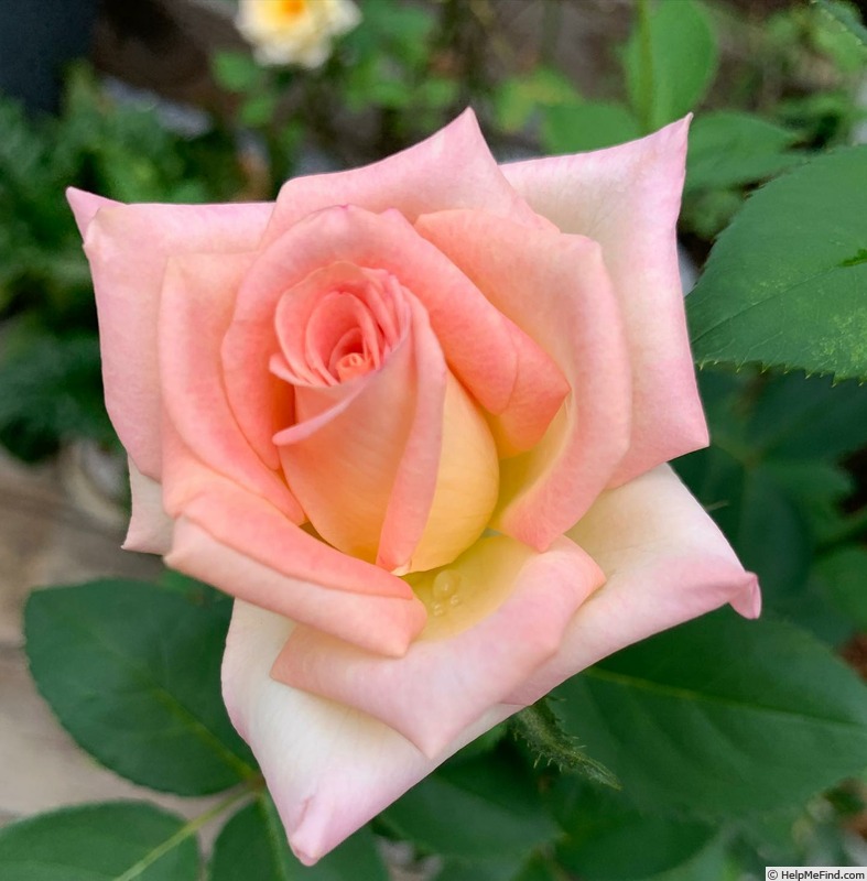 'RBG' rose photo