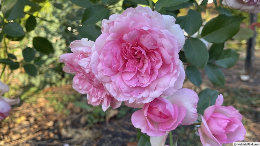 'Roseraie du Chatelet ®' rose photo