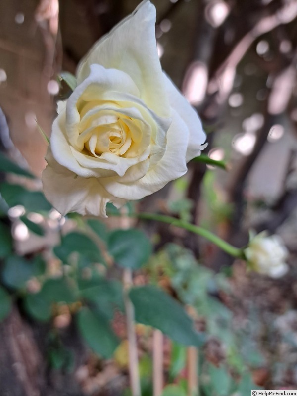 'Schneewalzer (climber, Evers/Tantau, 1987)' rose photo