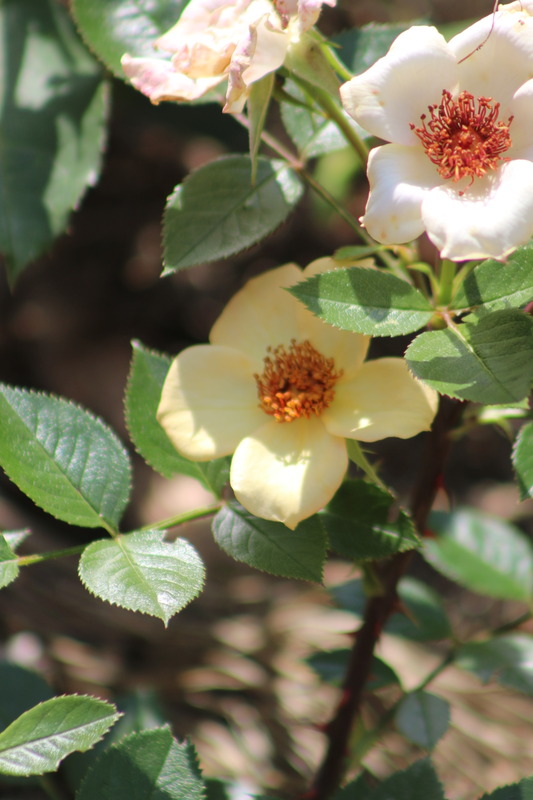 'Dear Dolly' rose photo