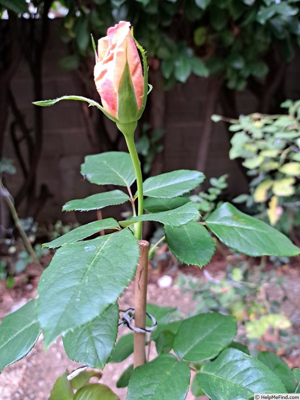 'Paul Ricard ®' rose photo