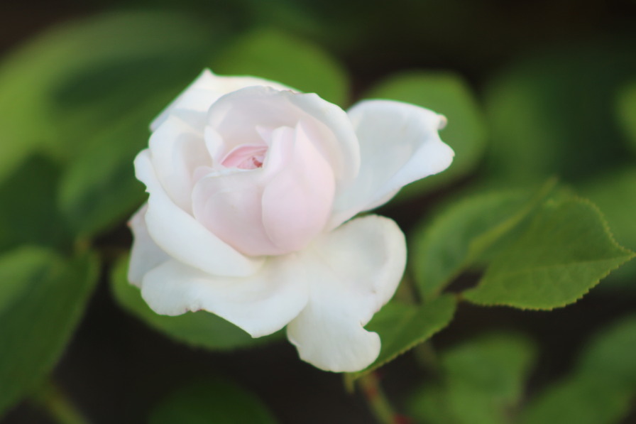 'Heinrich Blanc' rose photo