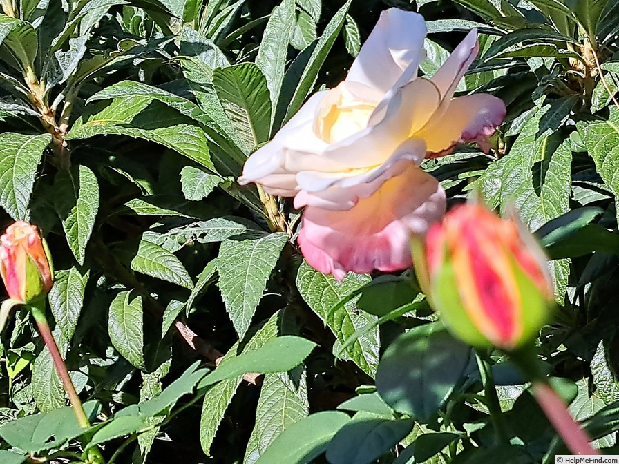 'Laetitia Casta ®' rose photo