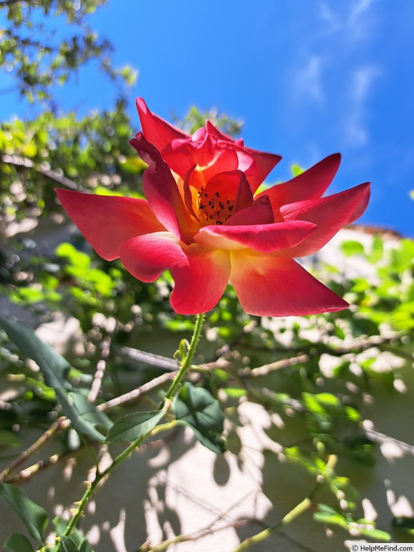 'Joseph's Coat' rose photo