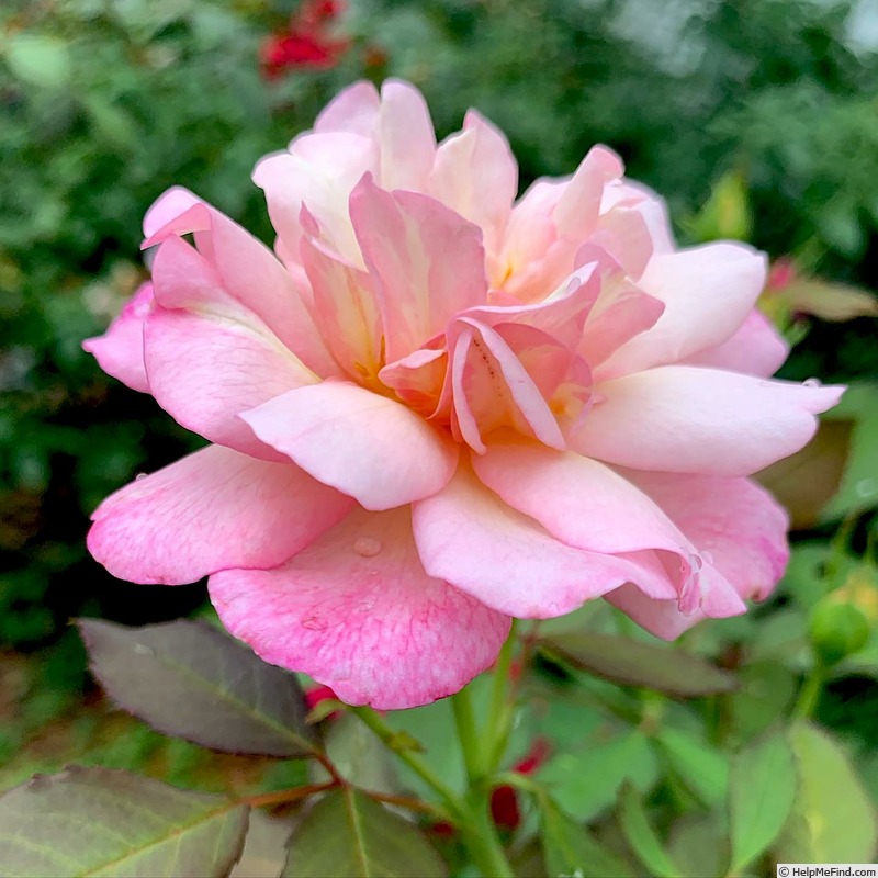 'Magnolia Memories' rose photo