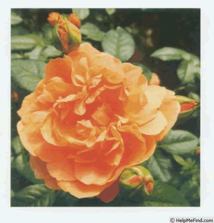'HORcogjil' rose photo