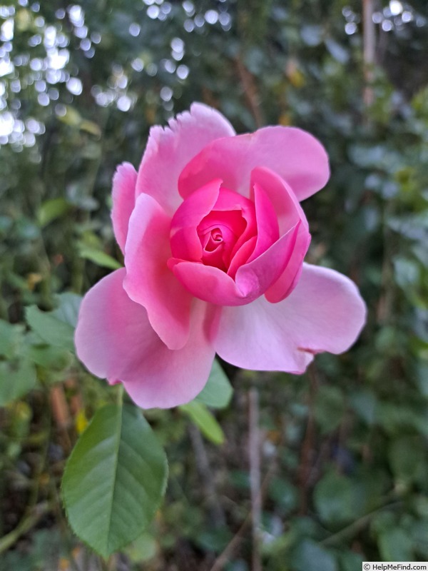 'Côté Jardins ®' rose photo