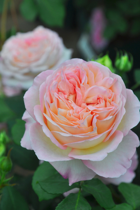 'Aube' rose photo