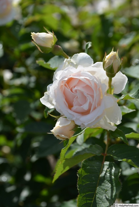 'L'Hiver' rose photo
