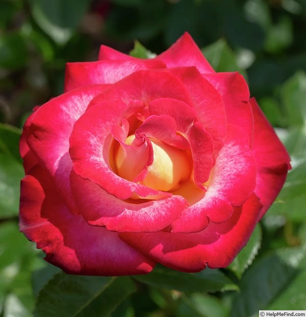 'Dick Clark ®' rose photo