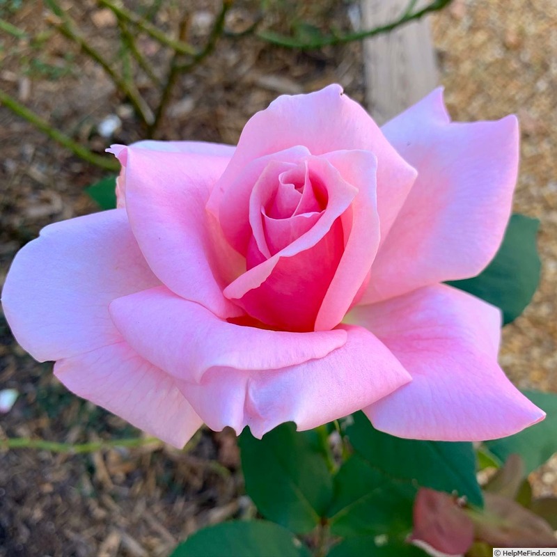 'Pink Masterpiece' rose, click to enlarge 'Pink Masterpiece' rose photo
