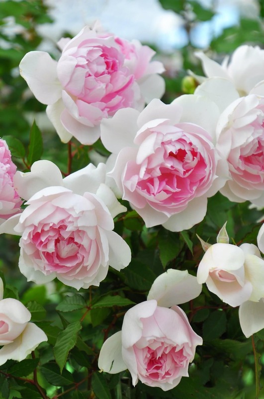 'Shalimar (shrub, Kimura, 2019)' rose photo