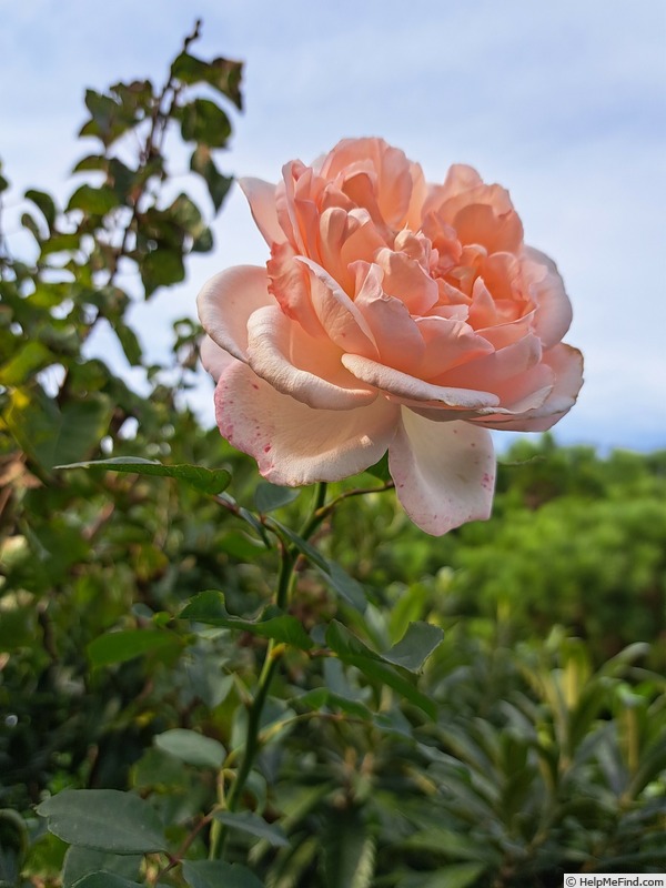 'Clair Renaissance ™' rose photo
