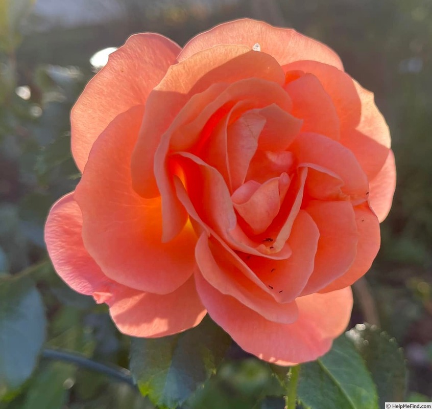 'Mango Veranda ®' rose photo