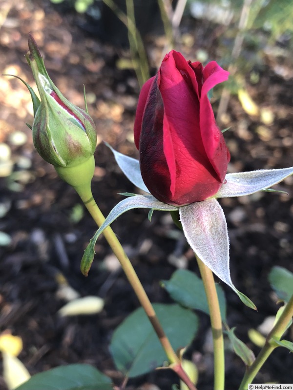 'Roseberry' rose photo