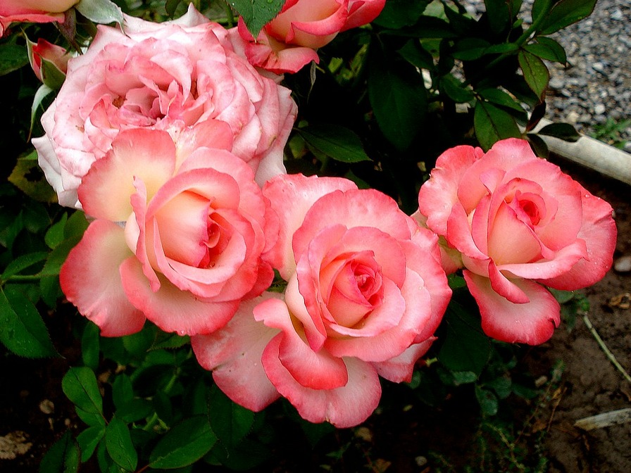 'Isabelle Aubret ®' rose photo