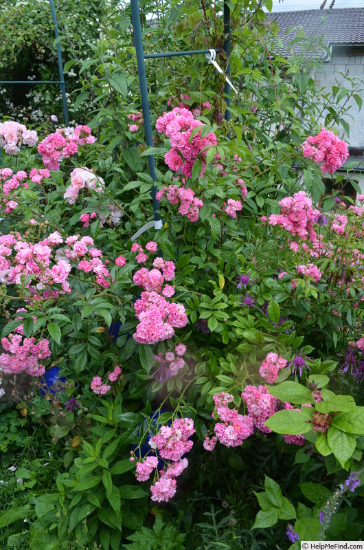 'Gartendirektor Otto Linne' rose photo