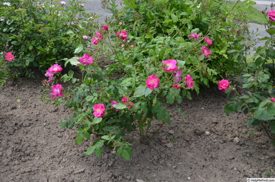 'Charlottenhof' rose photo