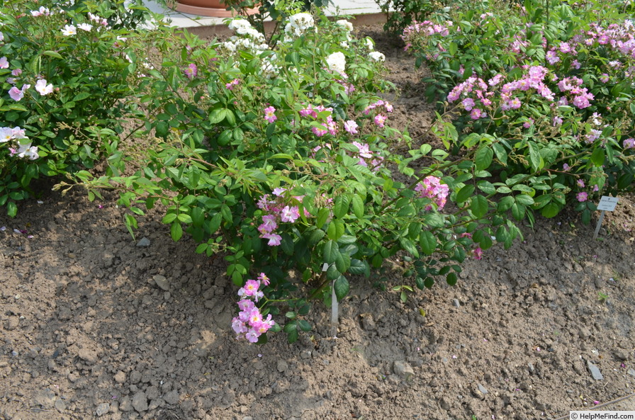 'Lessing' rose photo