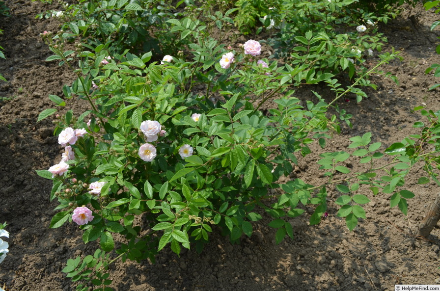 'Arndt' rose photo