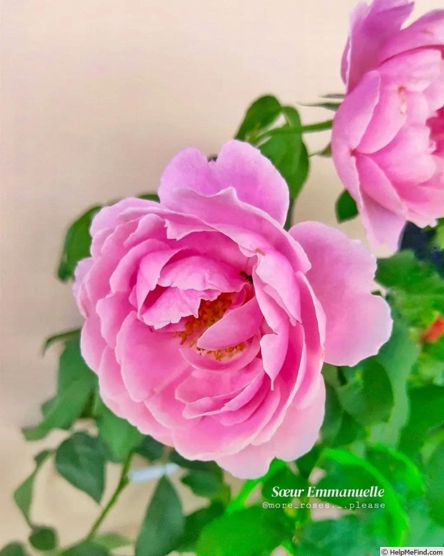 'Soeur Emmanuelle ®' rose photo