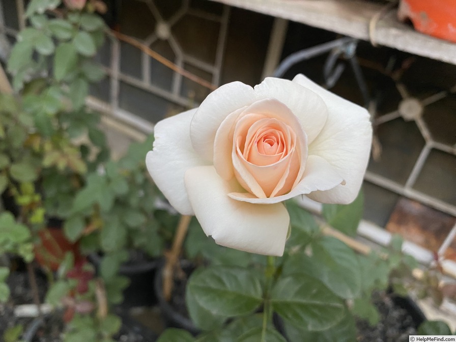 'Francis Meilland' rose photo