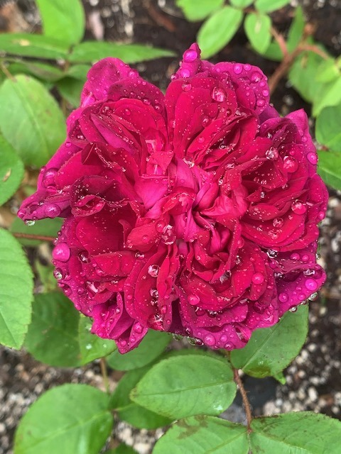 'Home roses'  photo