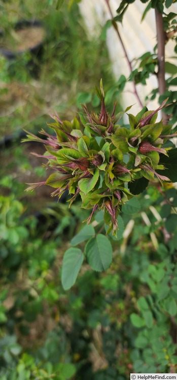 'R. forrestiana' rose photo