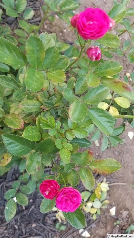 'Kendyl Marie' rose photo