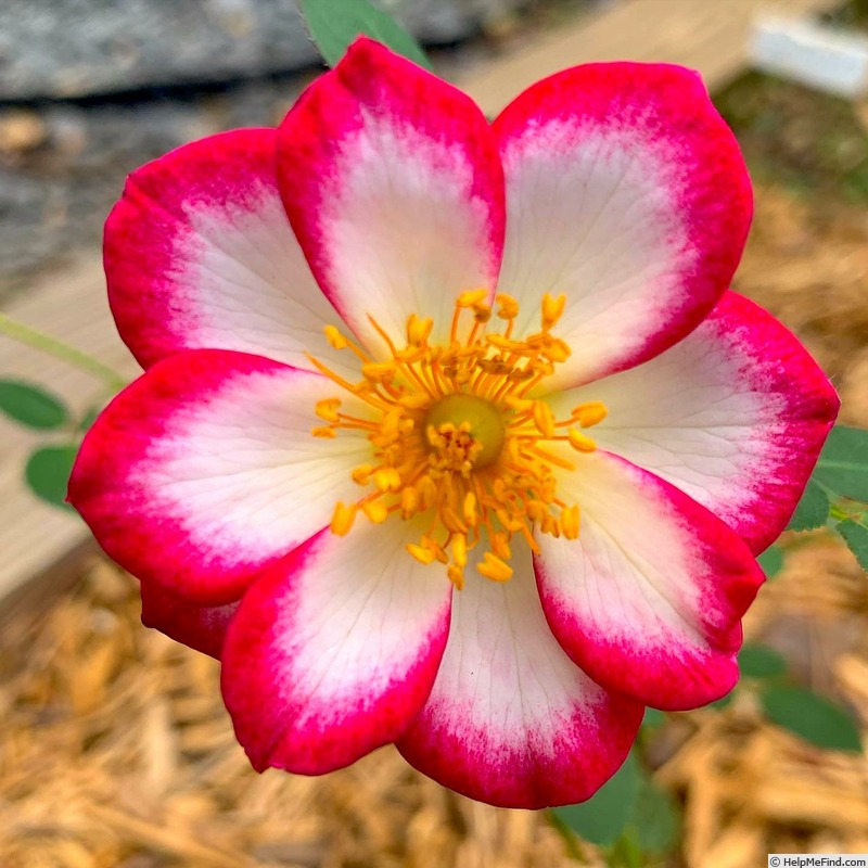 'Hula Hoop (floribunda, Moore, 1990)' rose photo