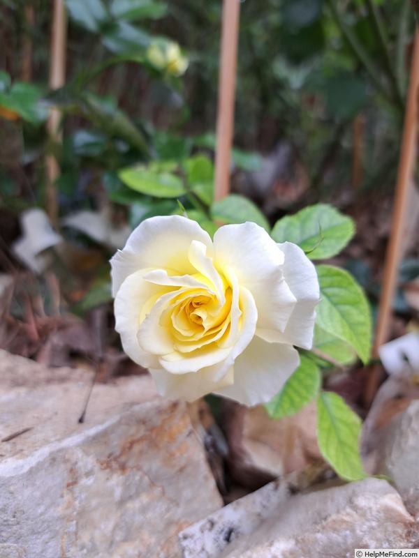 'Solero ® (floribunda, Kordes, 2000/09)' rose photo