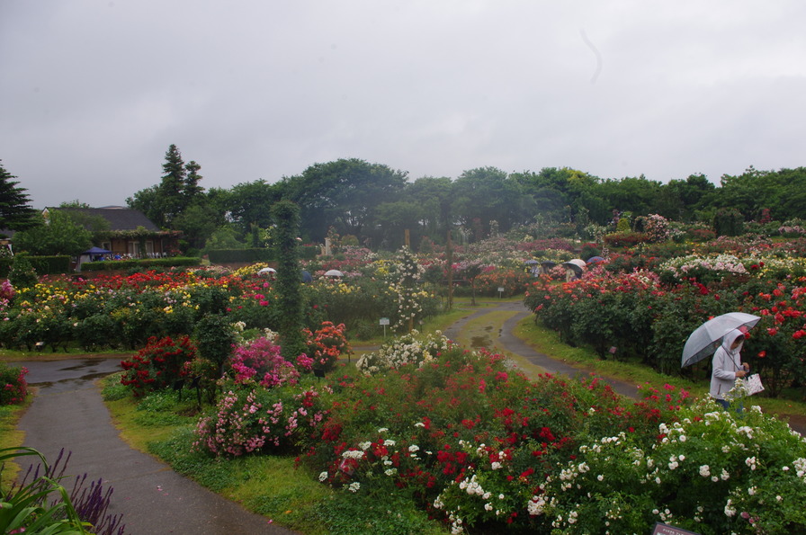 'Keisei Rose Nursery'  photo