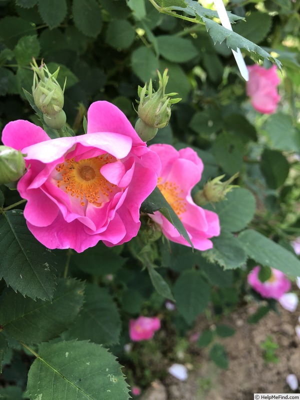 'AKA 161-18' rose photo