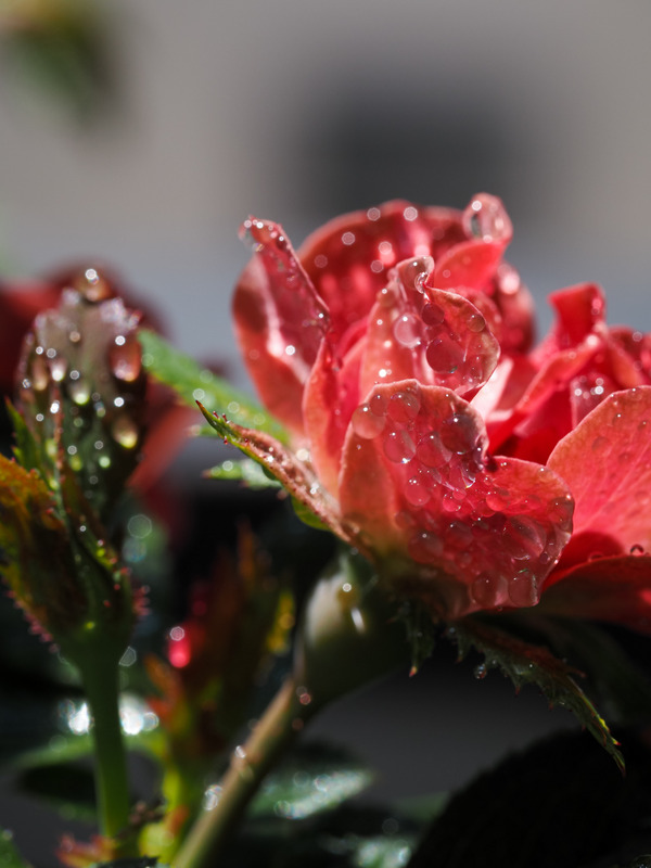 'Zepeti ®' rose photo