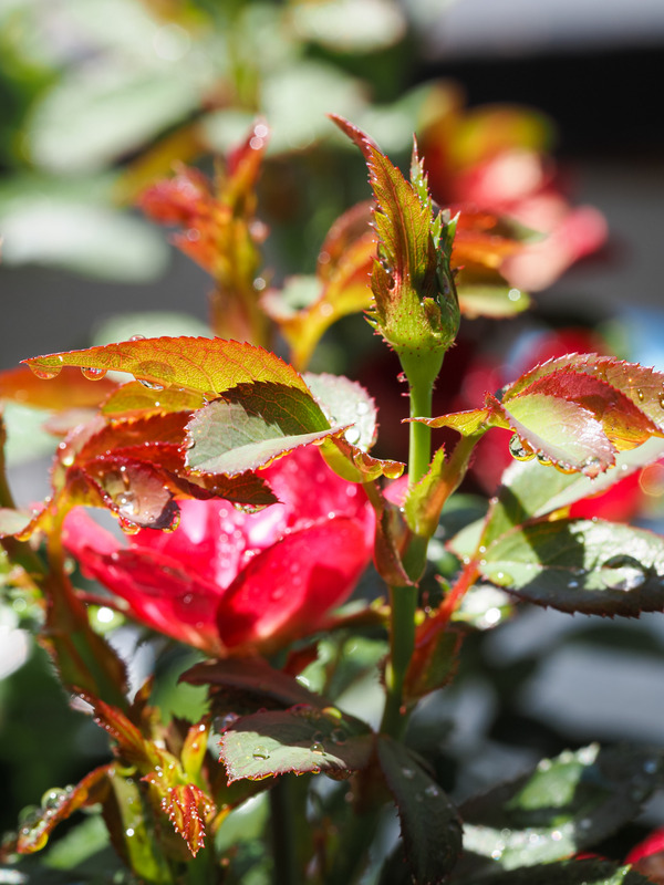 'Zepeti ®' rose photo